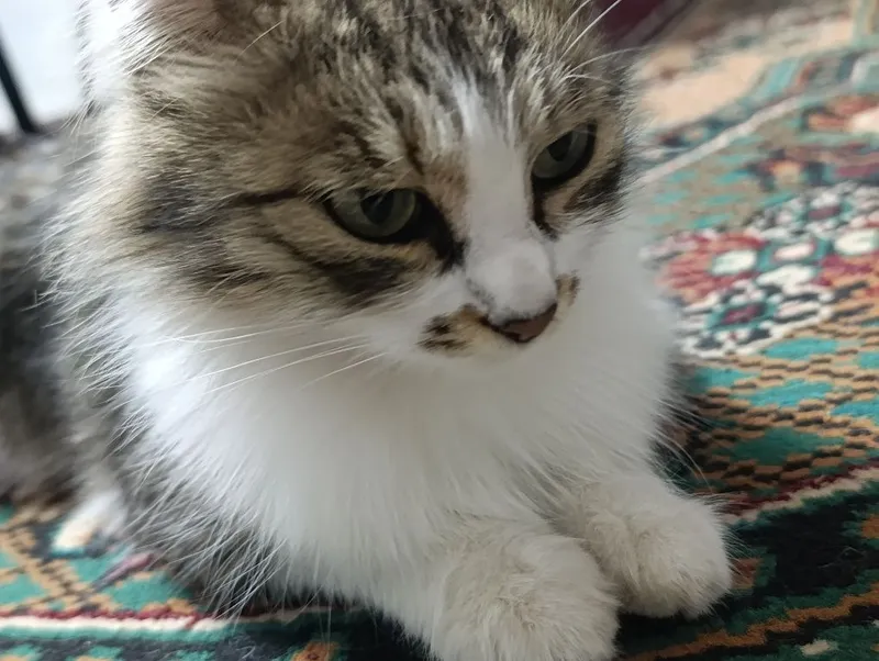 Mushuk zodi Domestic longhair