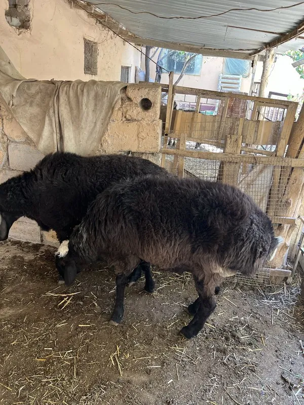 qoʻchqor sotiladi 1 qoʻchqor sotiladi 1