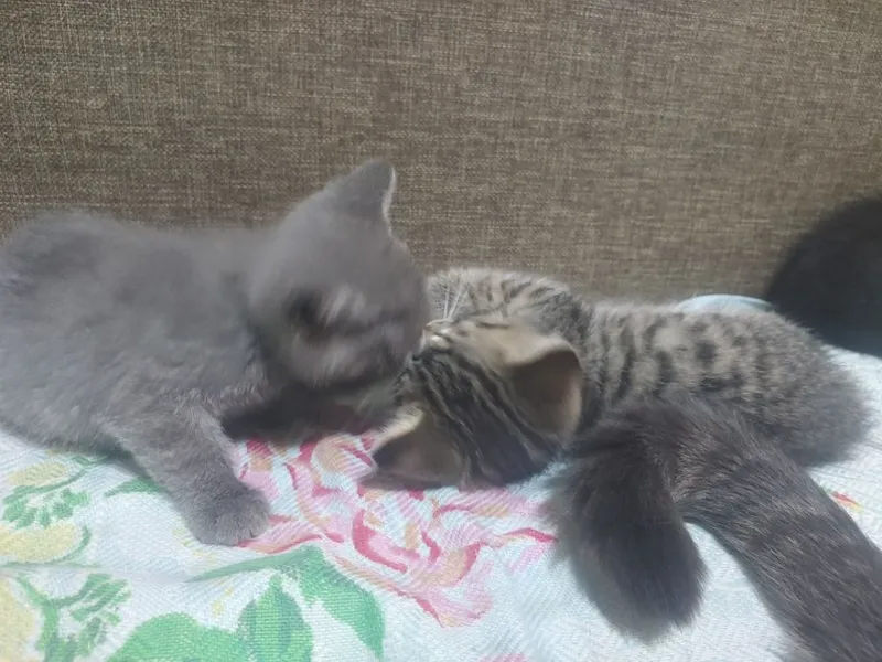 Пристраивается кошка и ее котята 3 Пристраивается кошка и ее котята 3