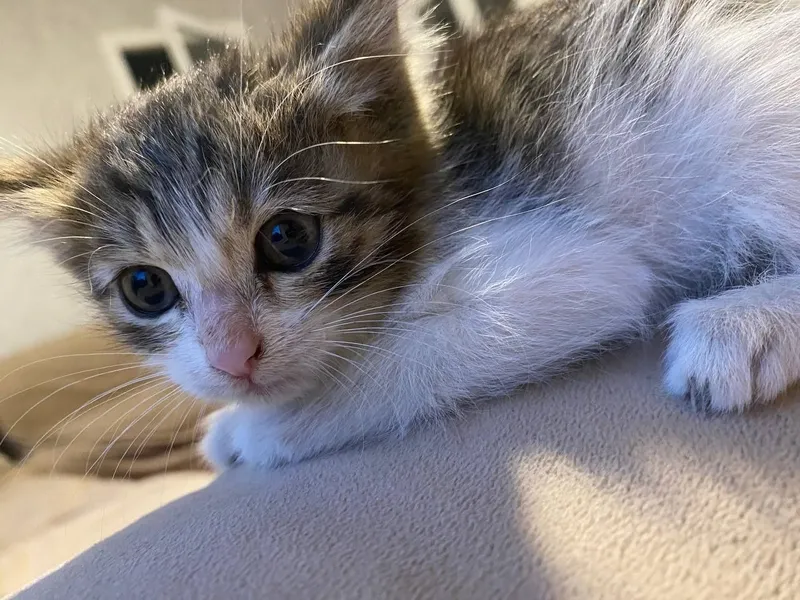 Котёнок чистый и домашний Котёнок чистый и домашний