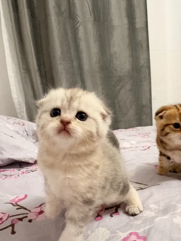 Scottish Fold va Scottish Straight mushukchalari 4