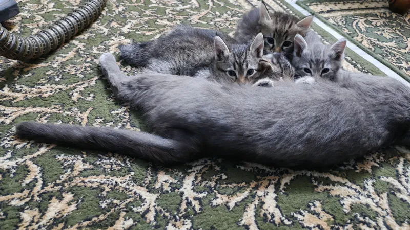 Продаются котята. Мушукчалар сотилади 3 Продаются котята. Мушукчалар сотилади 3