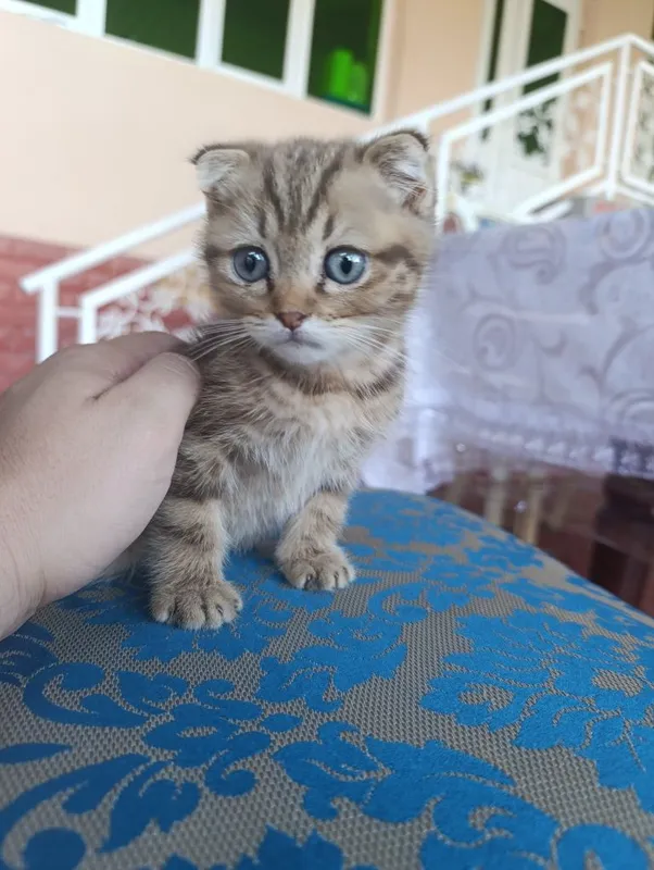Skottish fold toza poroda qiz bola 2 Skottish fold toza poroda qiz bola 2