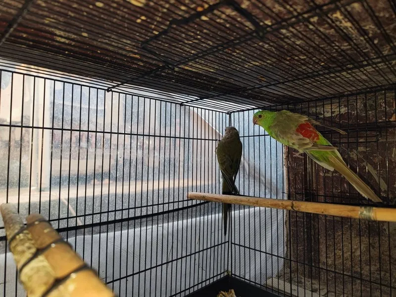 Toti qush Pefchik , sayroqi toti qush . 3