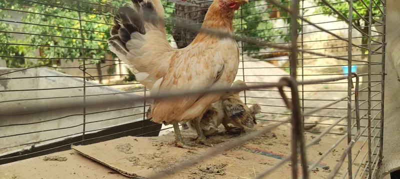 Shabo sotiladi joʻjalari bor 4 ta 2