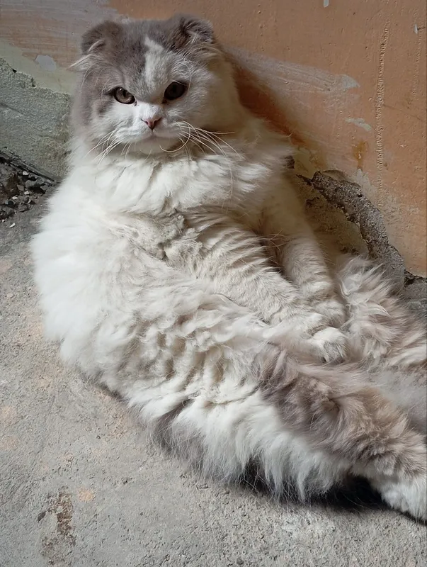 Скоттиш фолт ўгил 1 Скоттиш фолт ўгил 1