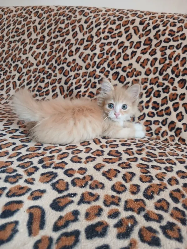 Маленькие котята ищут семью