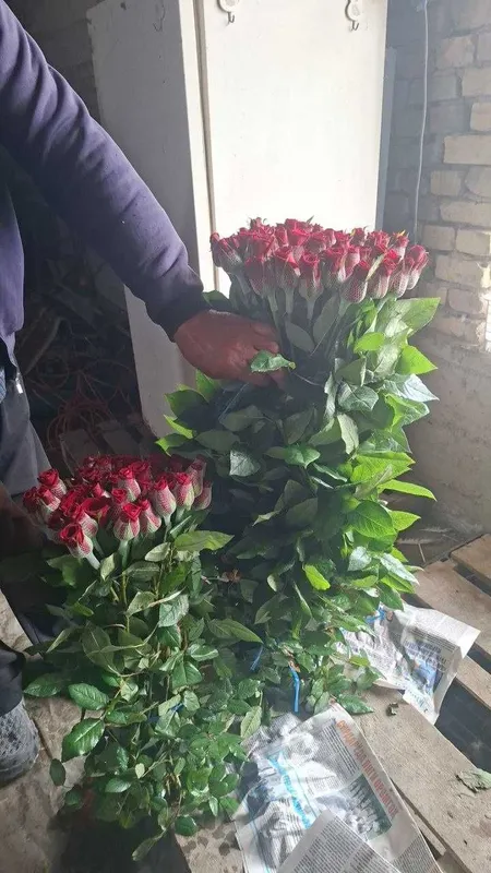 Atirgul роза Sotiladi Optom Navoiydan Barcha viloyatlarga dostavka bor — фото 4