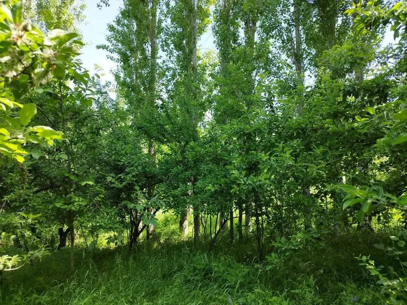 Земельный участок 10+8 сот с ордером в горах /Нанай/ — фото 5
