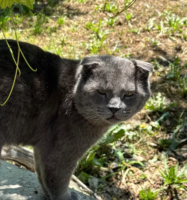 Mushuk zotli erkak qoʻlga oʻrgatilgan — фото 1