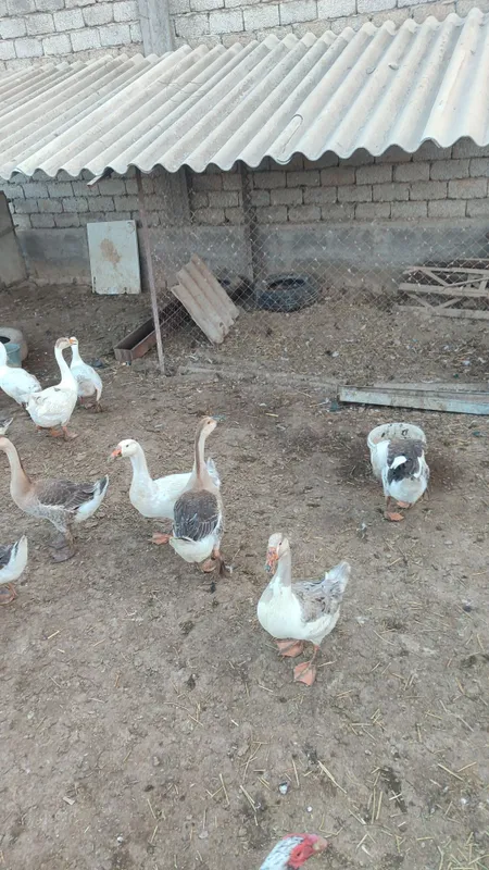 Гоз, gʻoz, ғоз, goz sotiladi 8 Гоз, gʻoz, ғоз, goz sotiladi 8