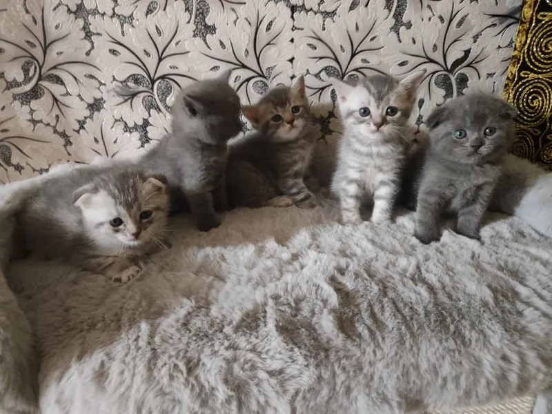Продаются британский шотландский котят 5