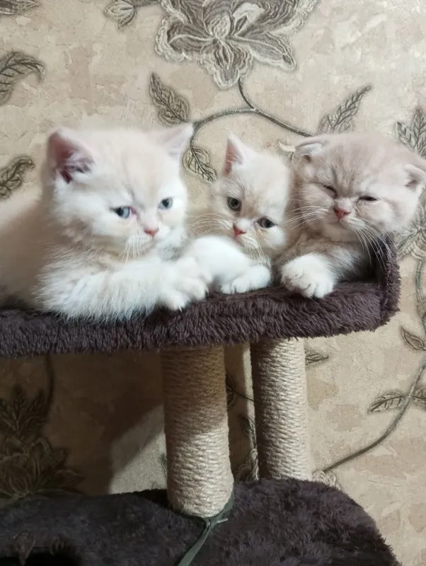 Британцы:Скотиш Фолд 5 Британцы:Скотиш Фолд 5