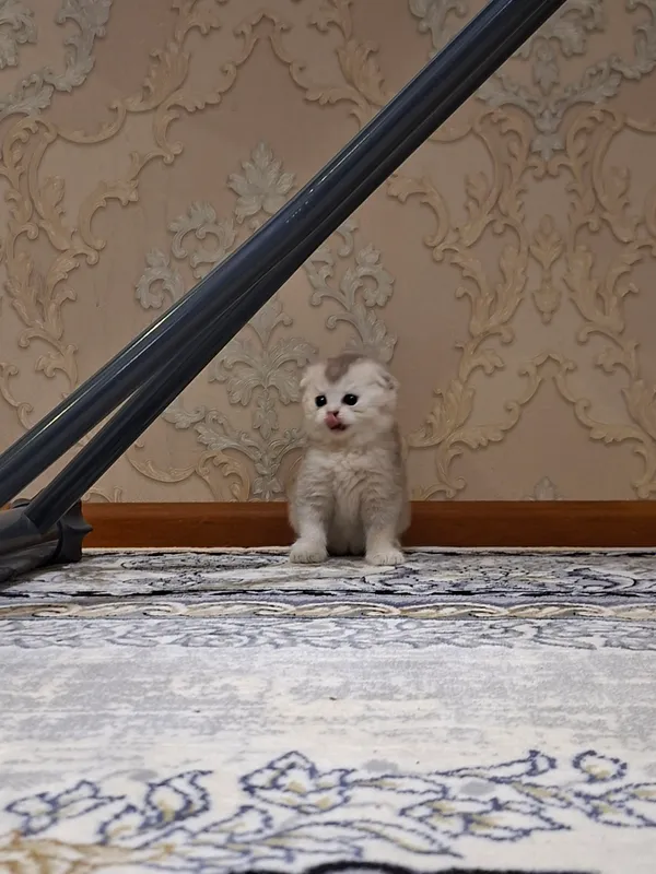 Котята в продаже 1