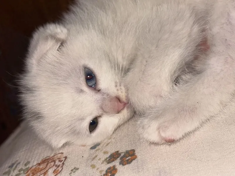 Продается котенок — фото 1