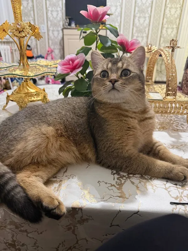 Zalatistiy shinshila viyaskaga 6