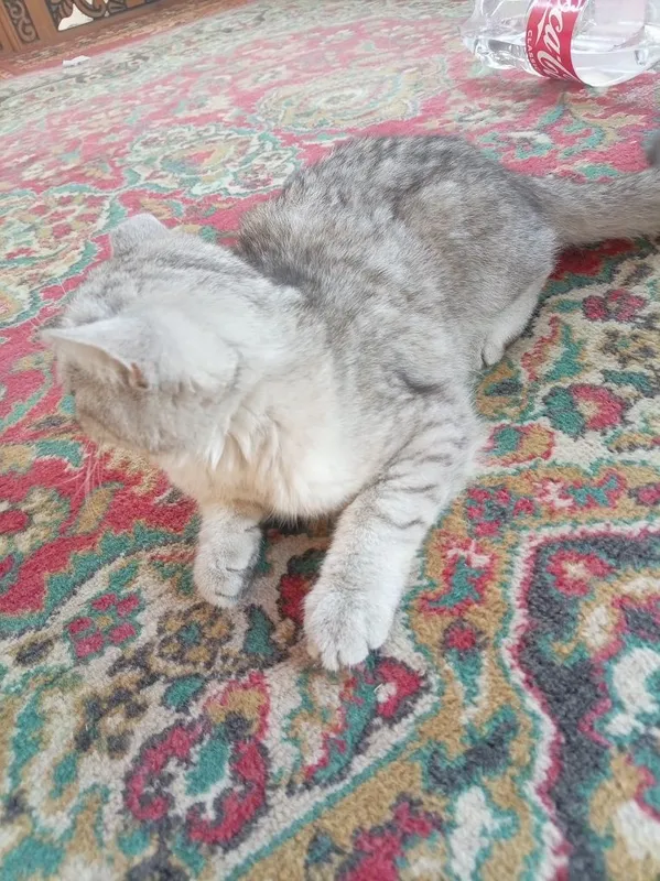 British shorthair mushugi 2 British shorthair mushugi 2