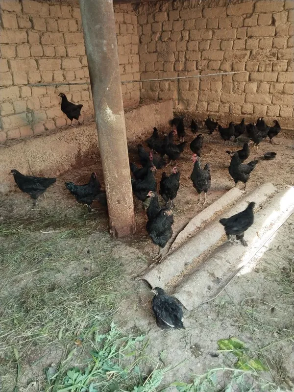 Qora Andijon tovuqlari 3 Qora Andijon tovuqlari 3