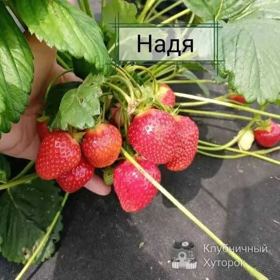 Рассада клубники — фото 2
