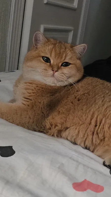 Арнольд легенда вязки с кошками