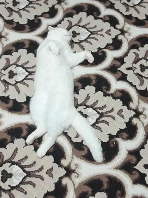 Вязка скотиш фолд — фото 1