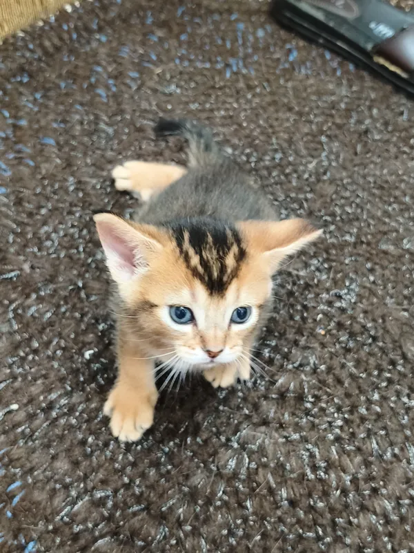 абесинские котята — фото 1 абесинские котята — фото 1