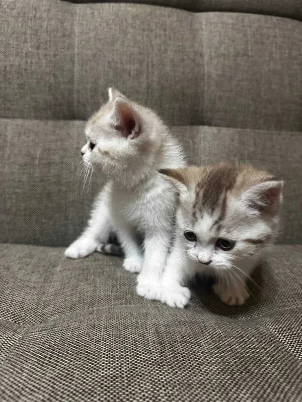 Котята 2 штуки отдам в хорошие руки — фото 1