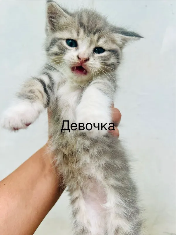 СРОЧНО!!Продается котята последняя фото мамы — фото 5