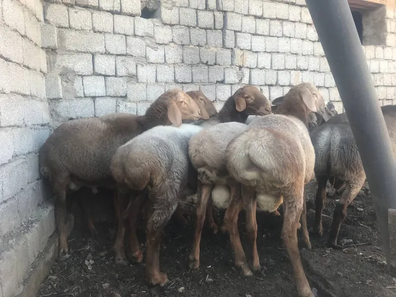 Qassob servis aqiqa va marosimlar uchun qoylar