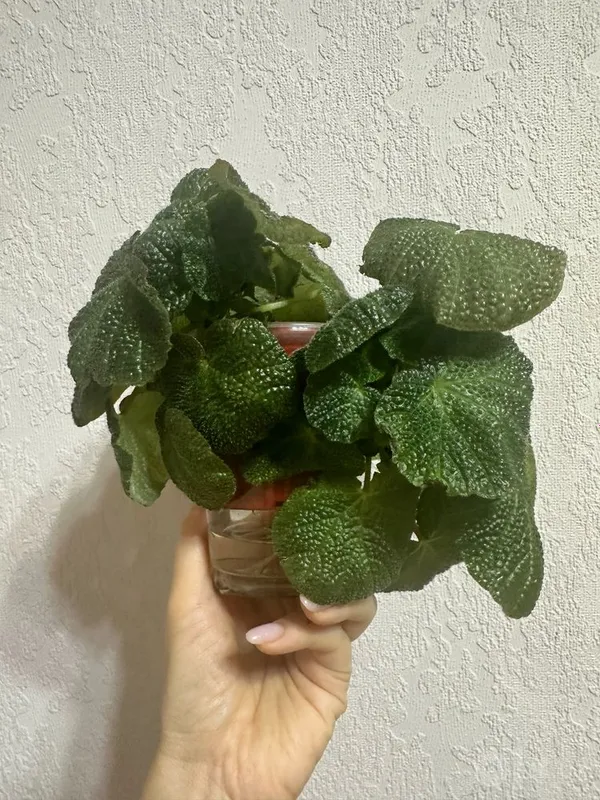 Soli mutata begoniyasi 3 Soli mutata begoniyasi 3