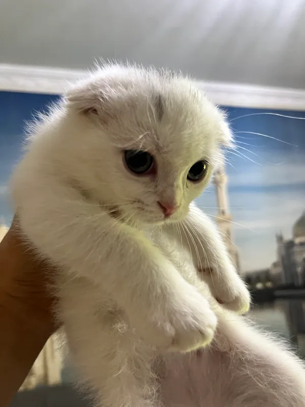 Scottish fold mushukchalari — фото 1