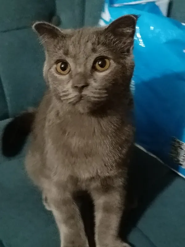 Кот Scottish Fold, 4-месячный, веселый, ухоженный 4 Кот Scottish Fold, 4-месячный, веселый, ухоженный 4