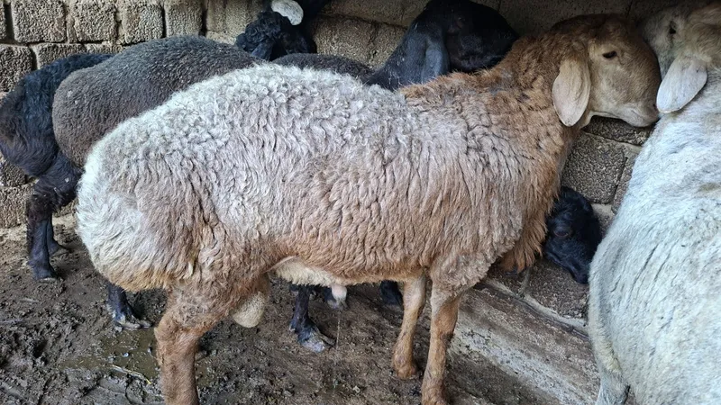 Soğliqli uy xayvonlari ozimizniki 1 Soğliqli uy xayvonlari ozimizniki 1