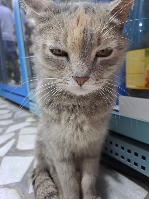 Продаётся кошка за бесплатно