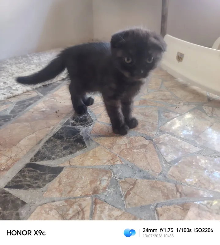 Zoti tozza manzil Navoiy shahar kelishamiz 4 Zoti tozza manzil Navoiy shahar kelishamiz 4