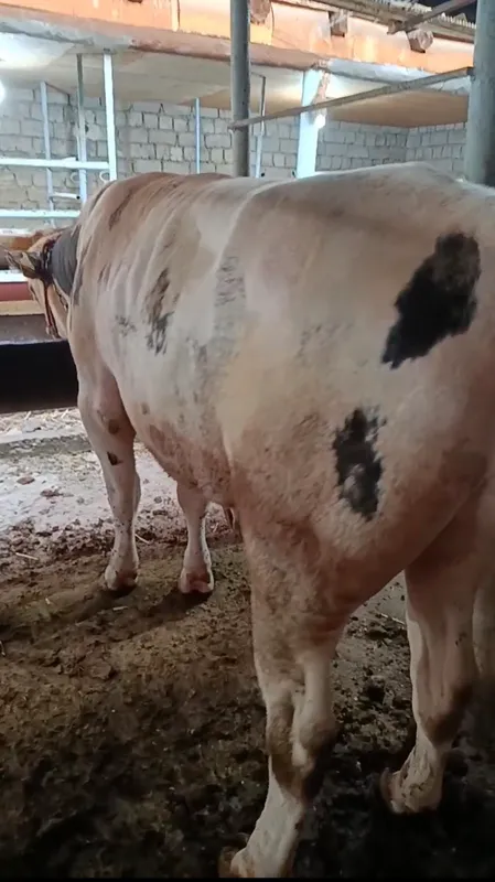 Buqa sotiladi 400 kg +-