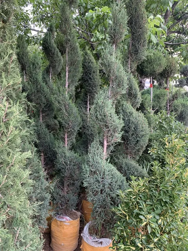 Bonsai speral va chupachups majjevelniklar