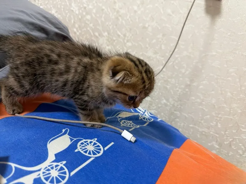 Scottish fold golden shaded 2 oylik 2 Scottish fold golden shaded 2 oylik 2