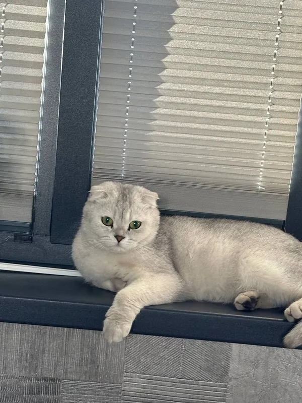 Zotli mushu sotiladi