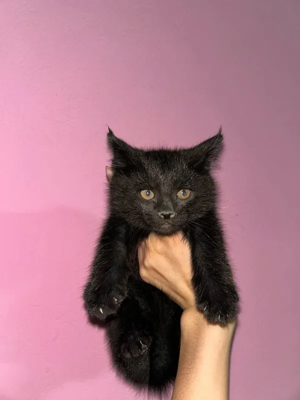 Продаются Котята породы Турецкая ангора. — фото 1