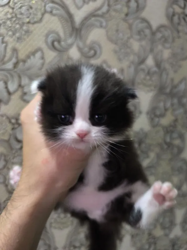 Вислоухие котята — фото 1