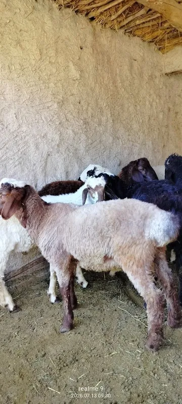 Quchqorlar sotiladi 3