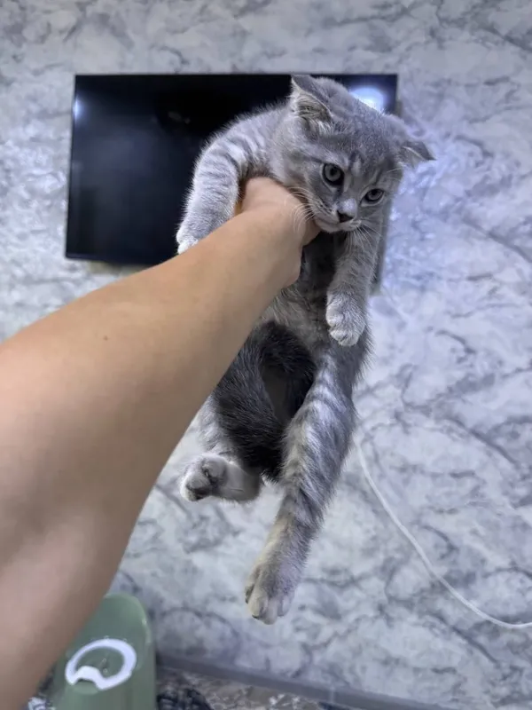 Котята веслаухие 2 Котята веслаухие 2
