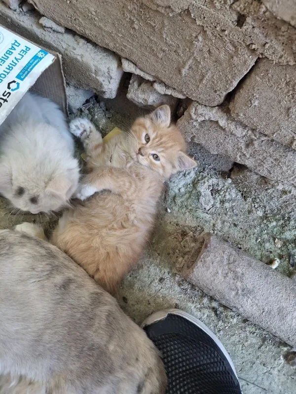 Mushuk bolalari 2oylik