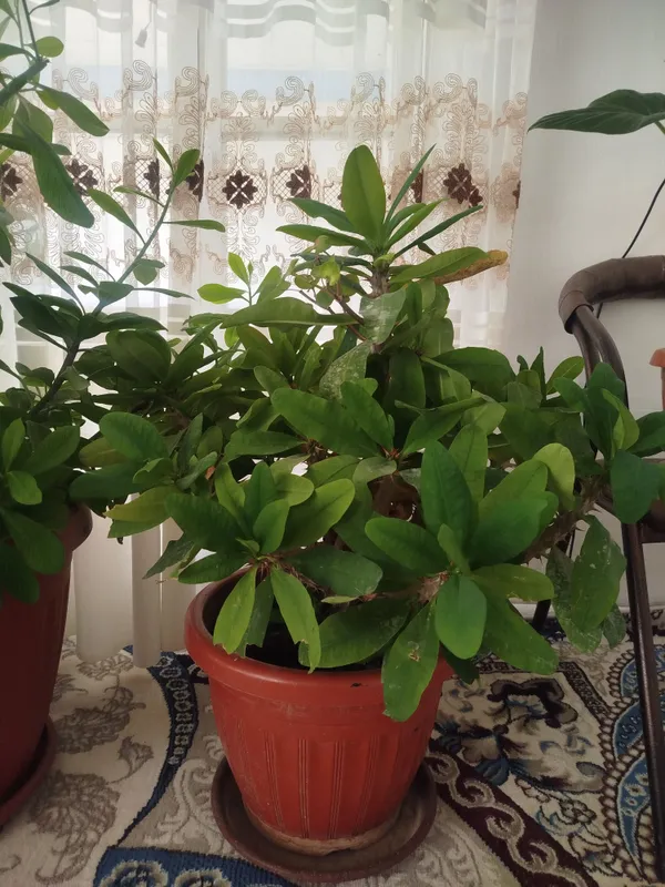 gullar sotiladi narhi kelishiladi — фото 2