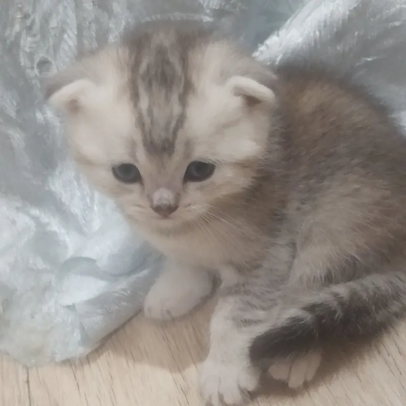 котята. породистые