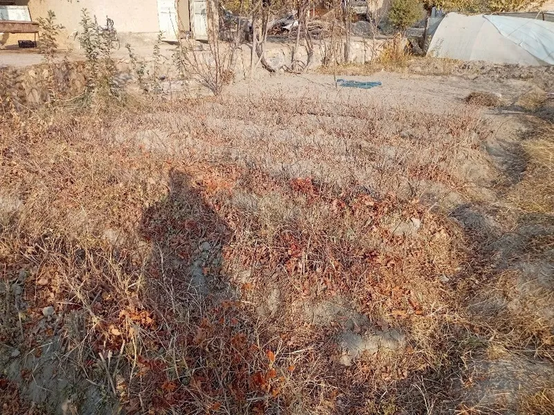 Узум кучатлари тойфи — фото 4