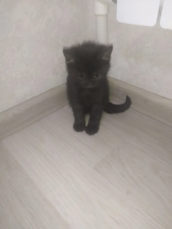 Котята 7