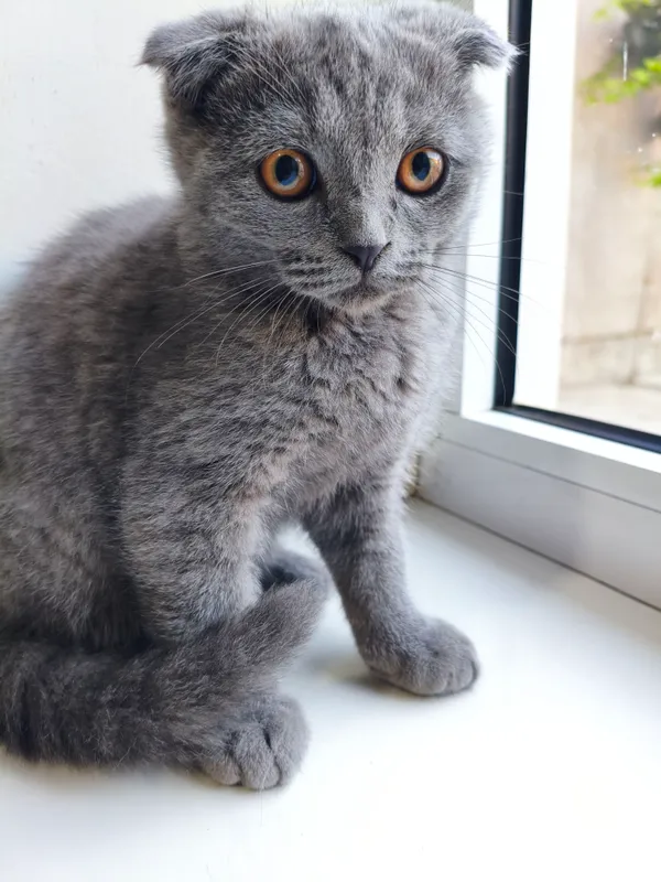 British cats