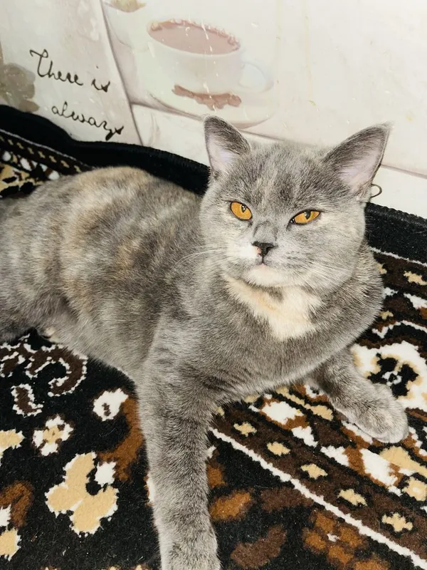 Срочно продается кошка! Британская короткошерстная! — фото 2